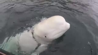 Beluga whale found wearing mysterious harness