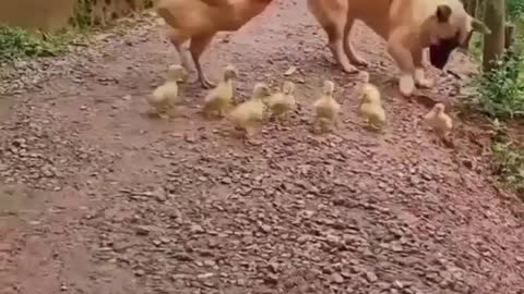 mamae chicken doesn't let dogs play with their babies