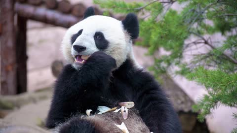 AWW SO CUTE!!! BABY PANDAS Playing With Zookeeper #animals #shorts