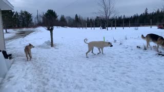 Kangal Puppy Antagonizing Old Dog