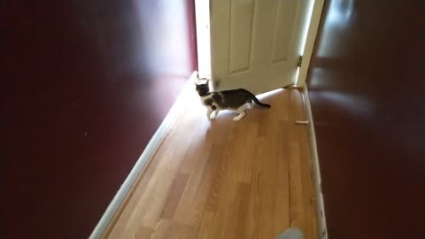 Cat scared to go out