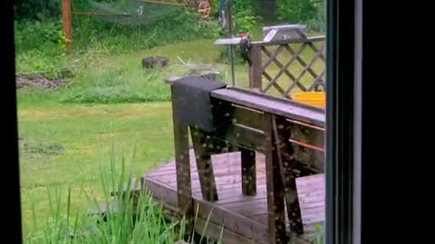 Gigantic woodpecker easily splinters cedar deck as family watch from window