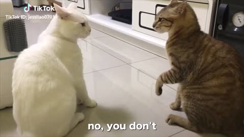 Daily Dose of Funny Cat Talking