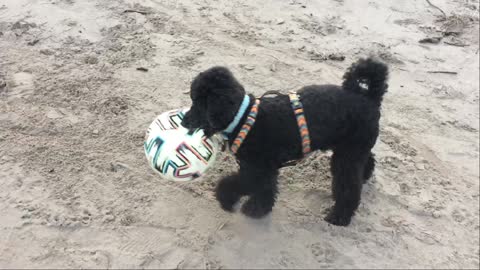 Cute Miniature Poodle Dog Running With A Football
