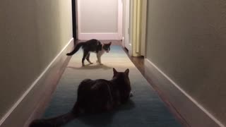 Kitten Tries To Intimidate Big Cat, Hilariously Fails