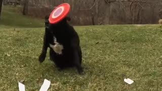 Black dog getting hit with frisbee in slow motion