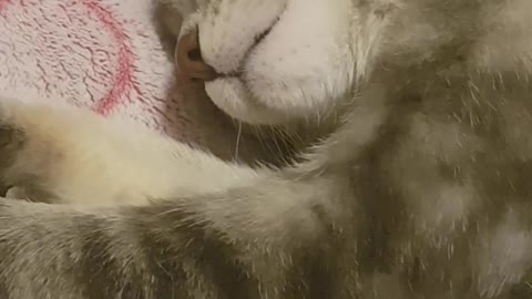 Kitty Dreaming About Ice Cream