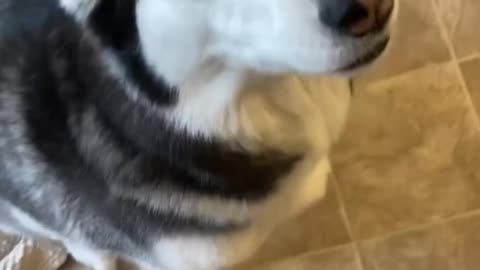Guilty husky tries to blame other dog