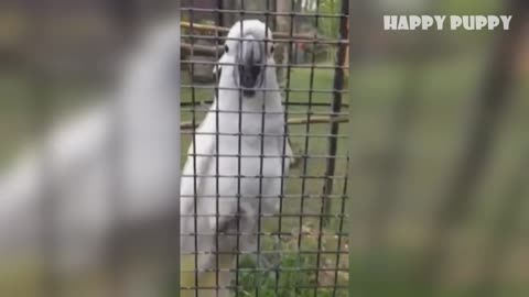 Hilarious Pet Parrot swearing