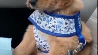 😍Cute and Funny Dog Compilation