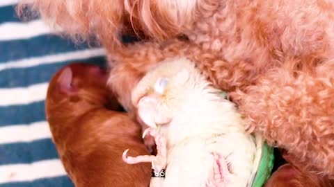Adorable Birds And Pets Are Bestfriends video