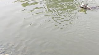 Beautiful Husky Loves Going For A Swim