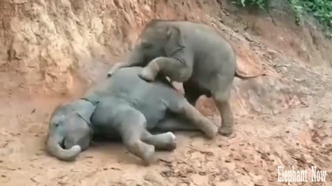 2 Elephants play with A comedy