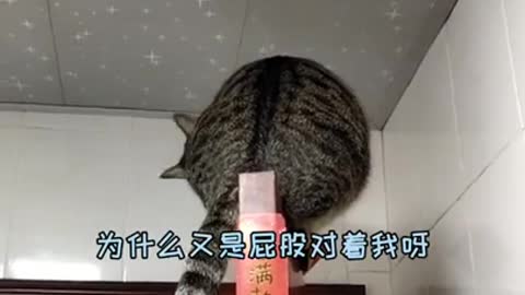 beautiful funny cats doing crazy things