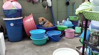 Dog Chilling in Water on Hot Day Gets Sleepy