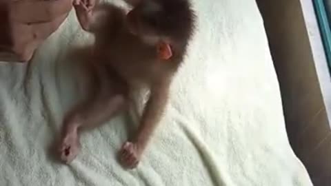 Man doing personal hygiene to a small adorable monkey