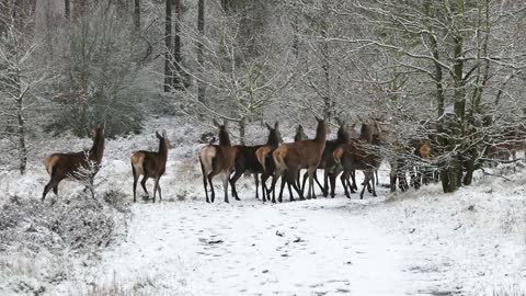 A herd of deer in the woods.