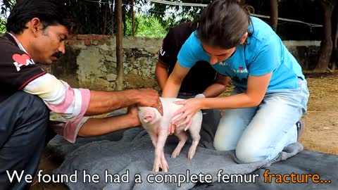 Cutest little piglet learns to walk again after accident
