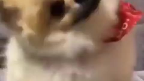 Cute funny videos/ Dog videos