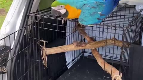Shelby the free flighted blue and gold macaw arrives at the park to fly