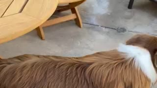 Dog vs lizard