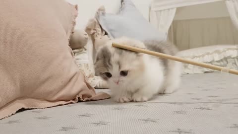 videos of very cute kittens