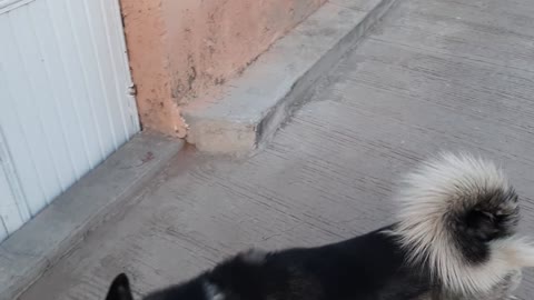 Husky dog opens the door