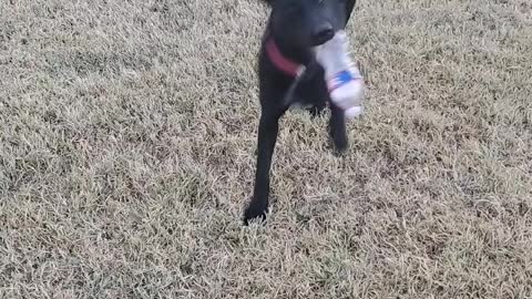 Happy dog likes cheap toys.