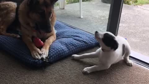 Rescue puppy meets old ex-police dog