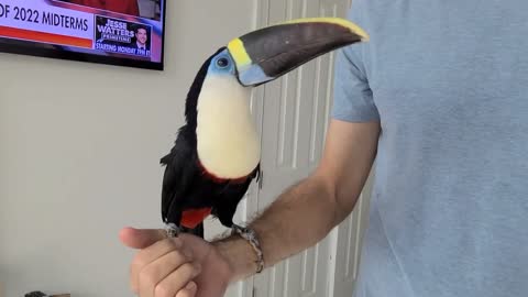 Just hanging with a handsome TOUCAN!