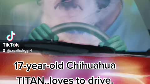 17 yr old Chihuahua TITAN STILL LOVES DRIVE'n