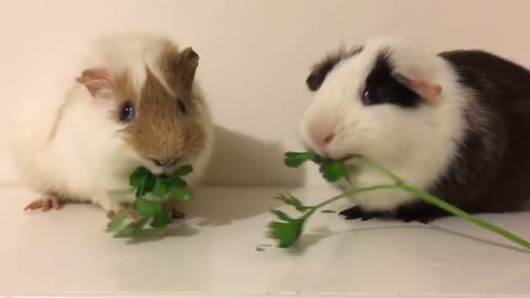 Guinea Pig Olympics: Who Can Eat Parsley The Fastest?