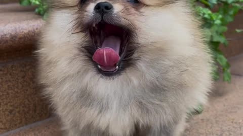 fluffy puppy, opening his mouth