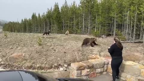 Bear Charges Towards Woman at Yellowstone National Park