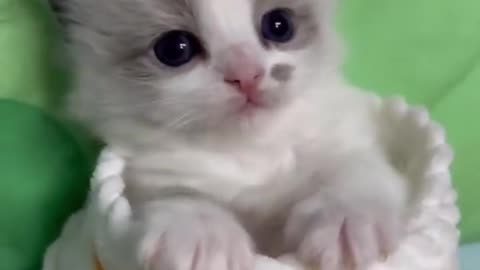 Awww, How Sweet & Adorable Cute Kitty Cats Shorts Videos 😺😍😘 -EPS972 #cuteanimalshare