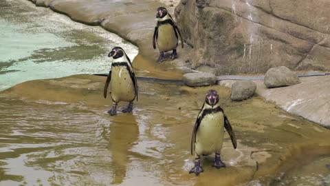 Penguins At The Zoo b