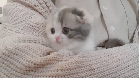 baby cute kitten😍😍