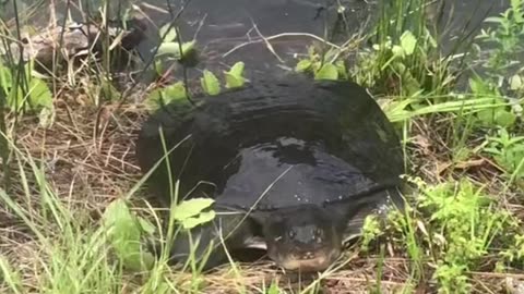 Turtle & Two Baby Alligators