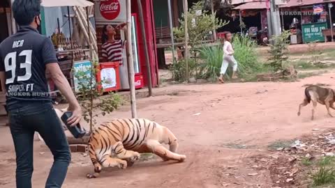 Big Tiger vs Real Dogs Prank Must Watch Best Funny Video Prank Dogs With Big Fake Tiger