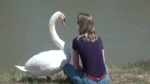 Swan Makes a New Friend