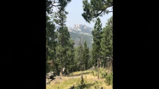 A Day Together In Custer State Park