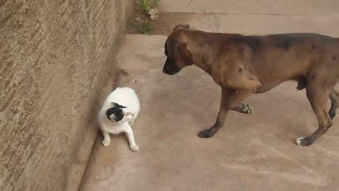 Briga de Gato e Cachorro