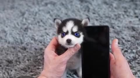 Very Cute puppy video