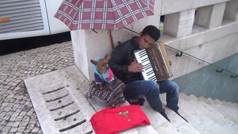 Lisbon Portugal Dog and Busker 2015