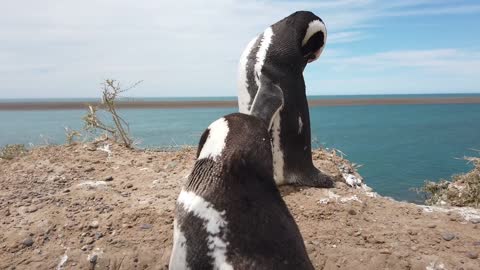 Two Humboldt penguins (Spheniscus humboldti) on seashore