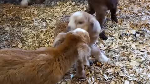 New baby goats at the farm