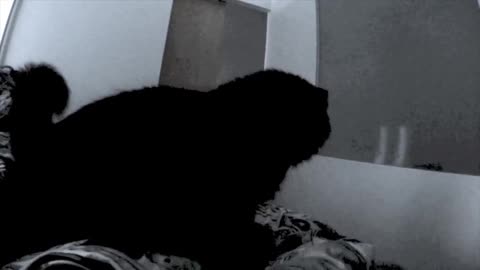 What it's like to be woken up by a cat