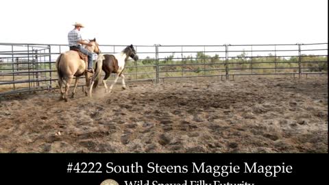 4222 South Steens Maggie Magpie - 2019 Wild Spayed Filly Futurity