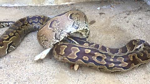 Large Hungry Python Tries To Enter Home, Distracted by Eating A Dead Rabbit Instead