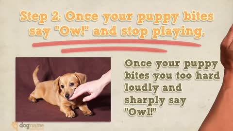 How To Stop a Puppy From Biting in 6 Easy Steps